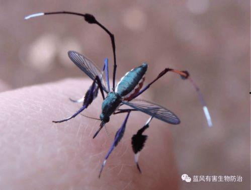 娱乐吃瓜酱蚊子,揭秘蚊子背后的娱乐圈秘密