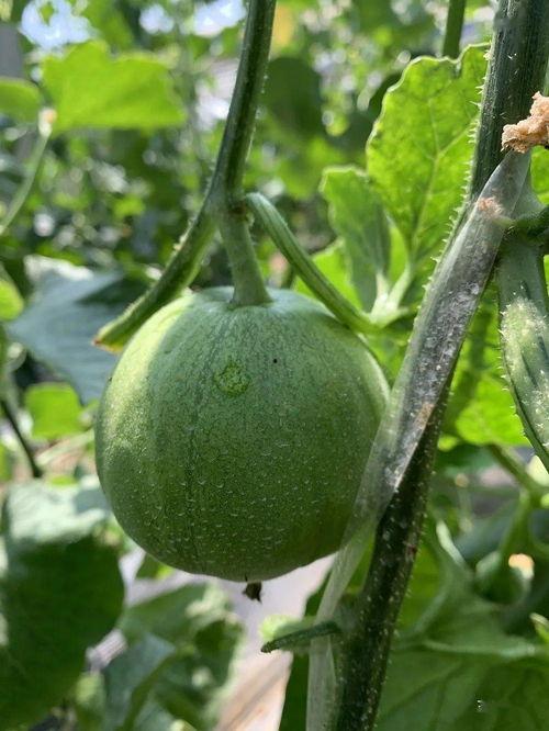 老六娱乐吃瓜,揭秘娱乐圈背后的那些事儿